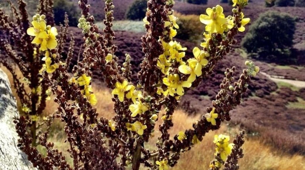 The Postbank near Arnhem in the netherlands. During the last icetime is this nature formed.