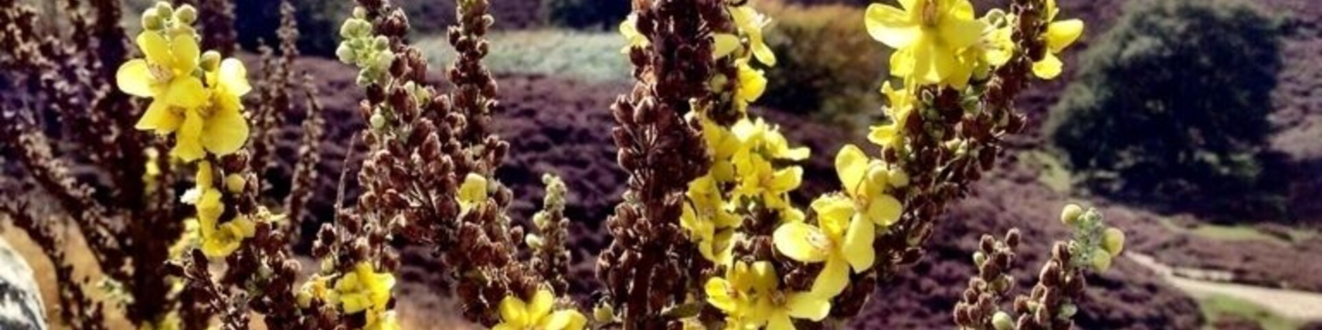The Postbank near Arnhem in the netherlands. During the last icetime is this nature formed.
