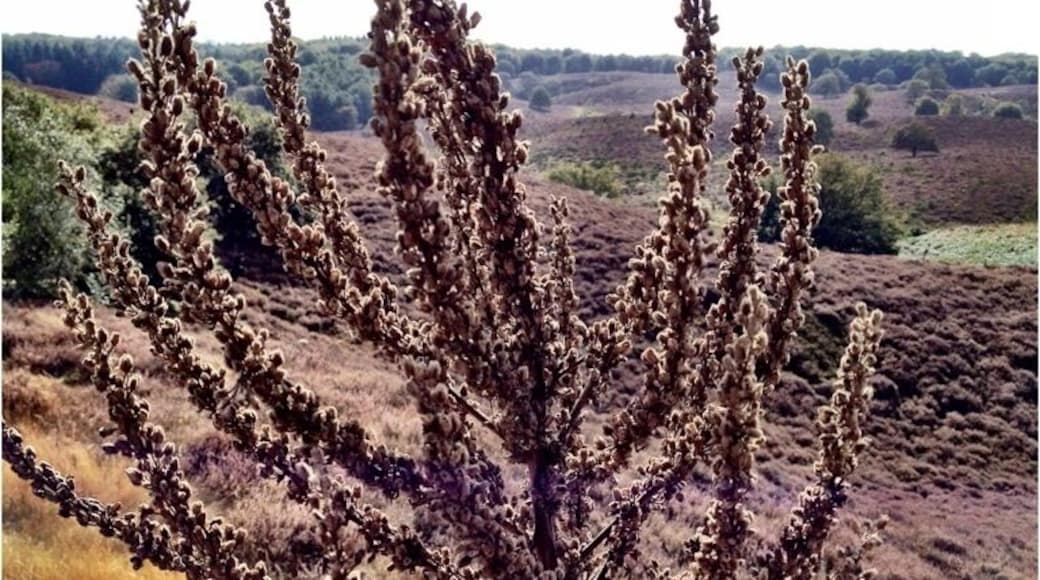 Another view on the Posbank near Arnhem