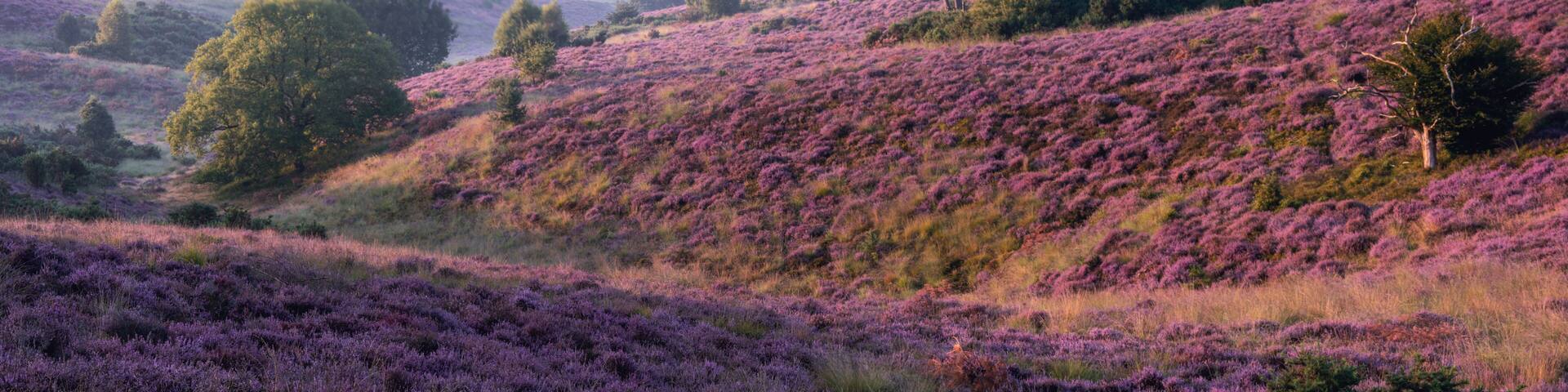 A hilly landscape with purple heather and scattered trees.