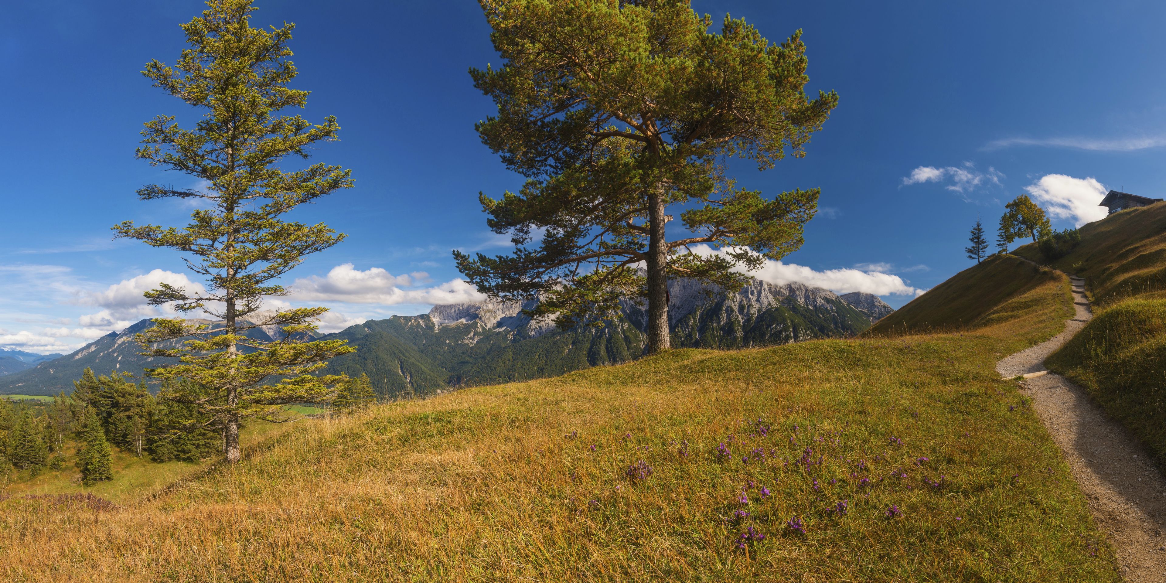 A mountainous landscape with a clear sky, a dirt path, and several pine trees.