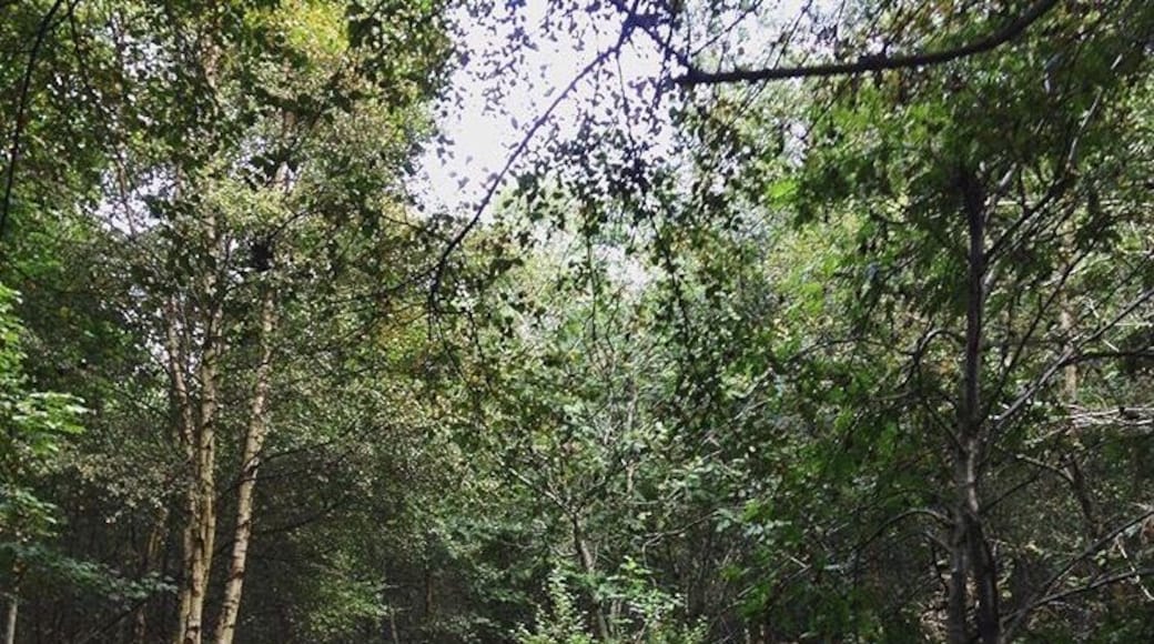 Aden Country Park in Scotland. A lovely walk no matter the weather. #rainorshine #green