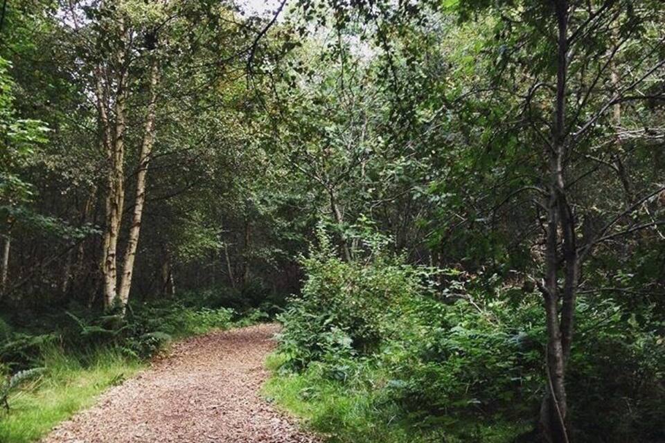 Uma trilha de cascalho serpenteia por uma floresta densa, com árvores altas e vegetação rasteira.