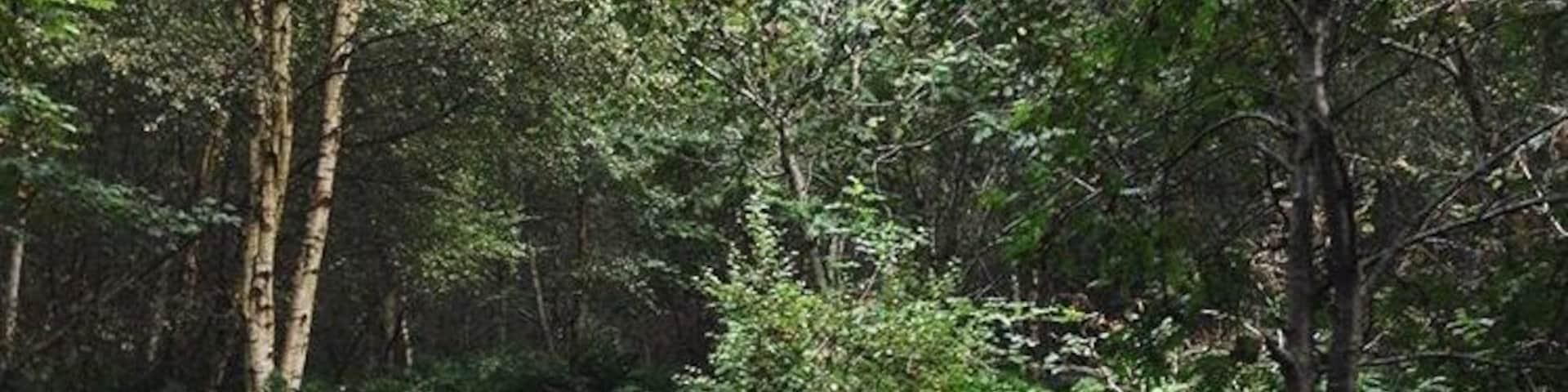 Aden Country Park in Scotland. A lovely walk no matter the weather. #rainorshine #green