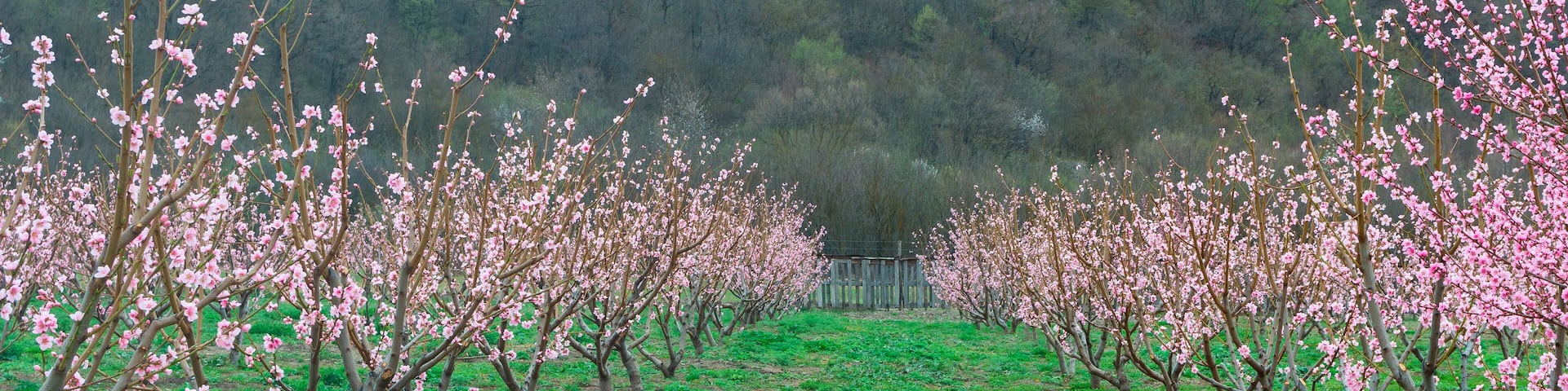 Springtime landscape with peach tree orchards in the countryside