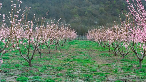 ๋ฒ ๋ก์ด์