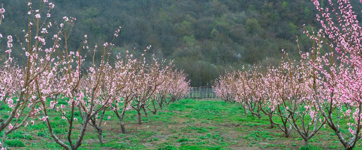 An orchard with rows of flowering trees.