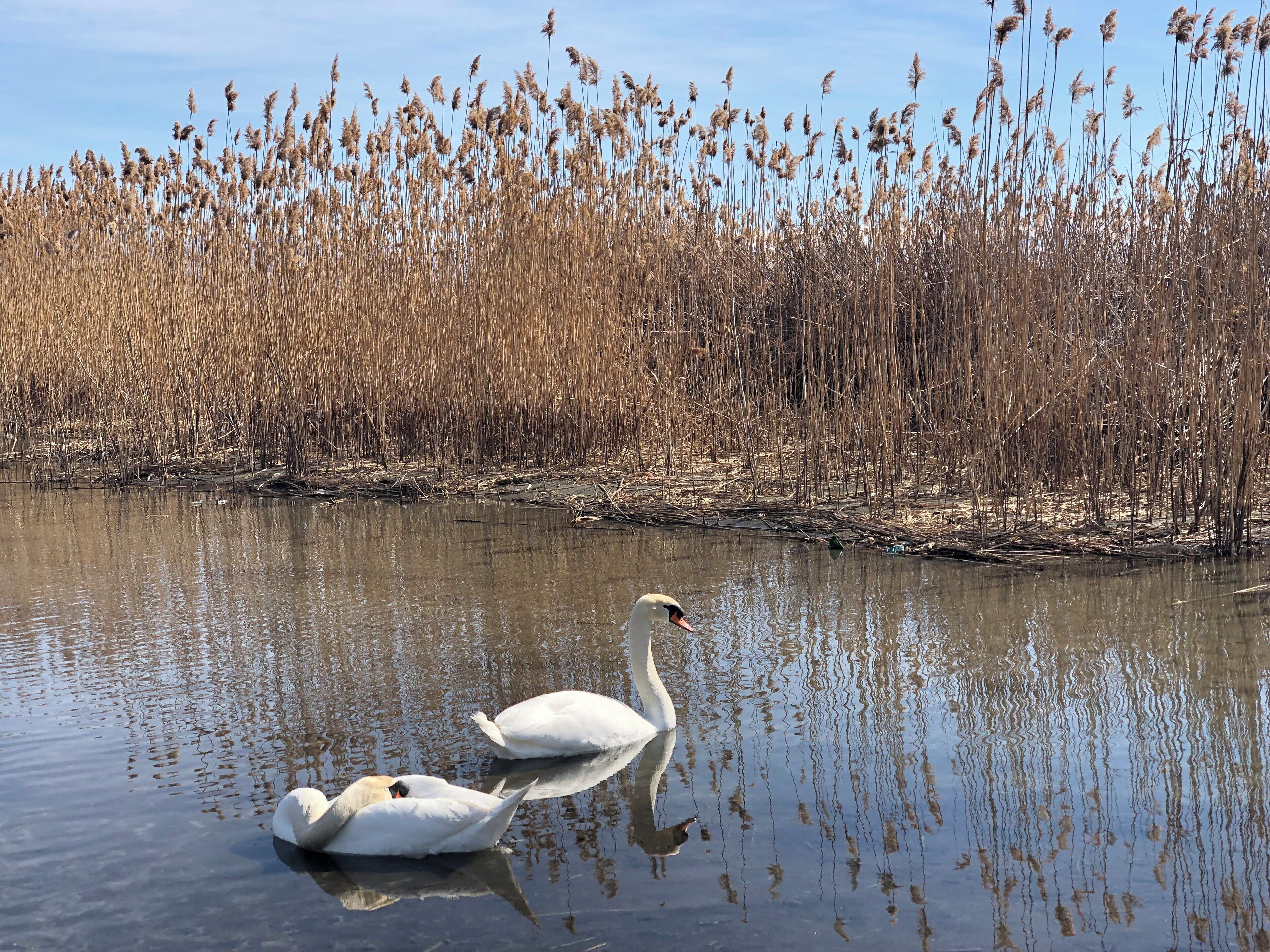 Gooses really can’t be misses in Macedonia #LifeAtExpedia