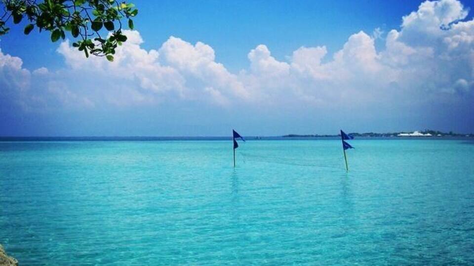 A clear turquoise sea with two blue flags in the water, a rocky shore, and a tree branch in the foreground.