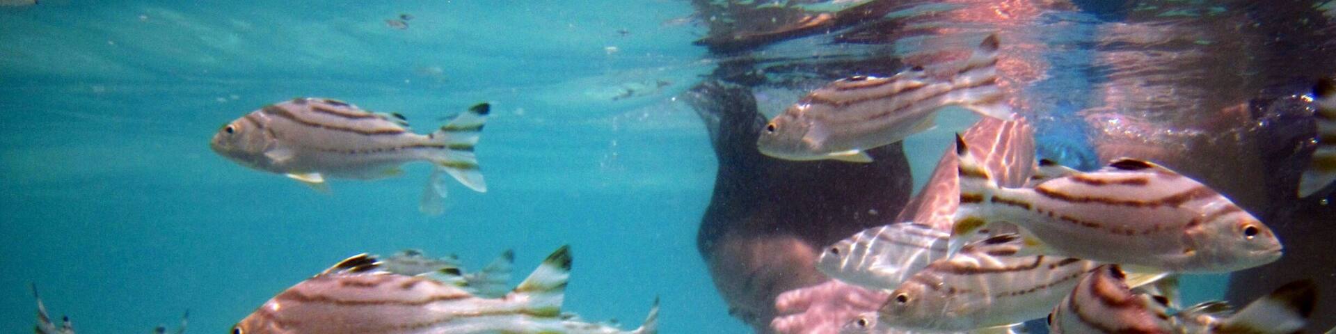 I miss my playmates...
Maybe its time to visit them again!
-either you're into island hopping, snorkeling or scuba diving, why not visit this place. Only a few minutes from the airport. There are a lot of resorts and locals who own outrigger boats where you can book your island trip. Enjoy!