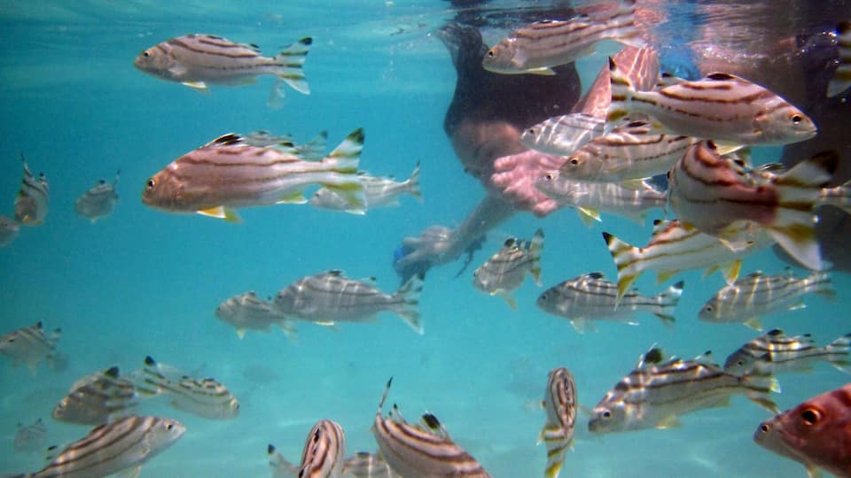 A school of striped fish swimming in clear blue water.