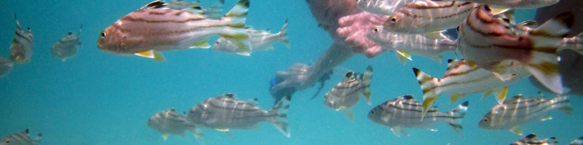 I miss my playmates...
Maybe its time to visit them again!
-either you're into island hopping, snorkeling or scuba diving, why not visit this place. Only a few minutes from the airport. There are a lot of resorts and locals who own outrigger boats where you can book your island trip. Enjoy!