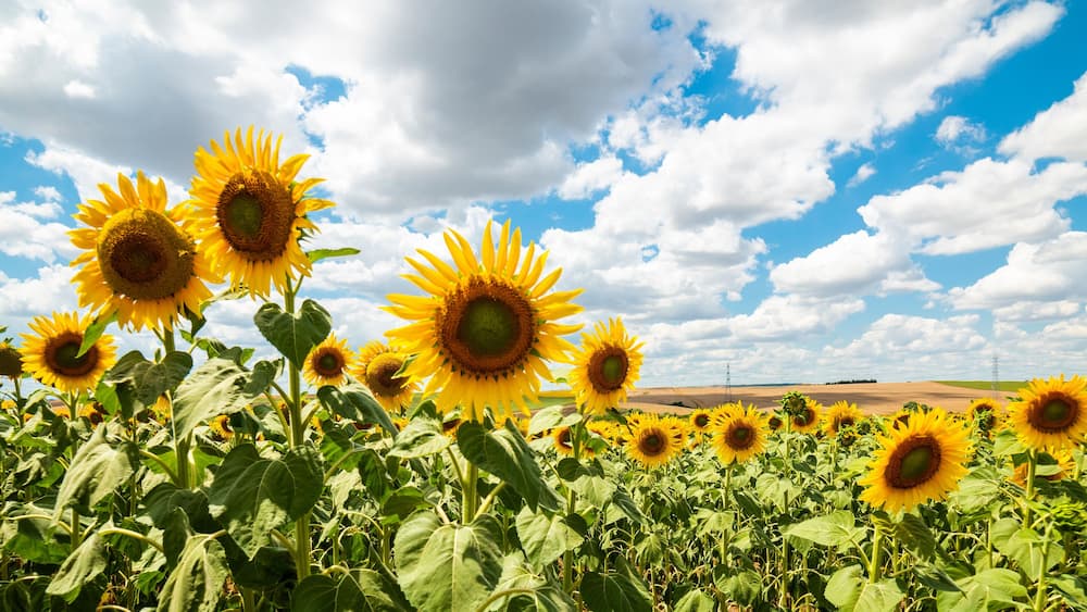 Sunflower Field. Beautiful sunflower with blue sky background..