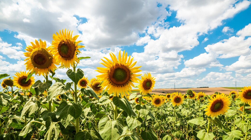 Sunflower Field. Beautiful sunflower with blue sky background..