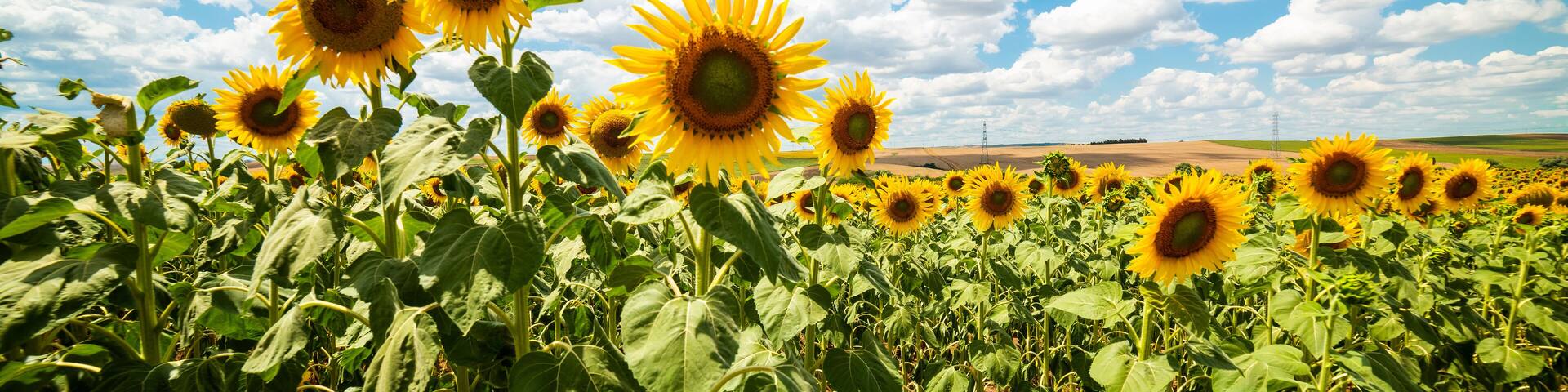 Sunflower Field. Beautiful sunflower with blue sky background..