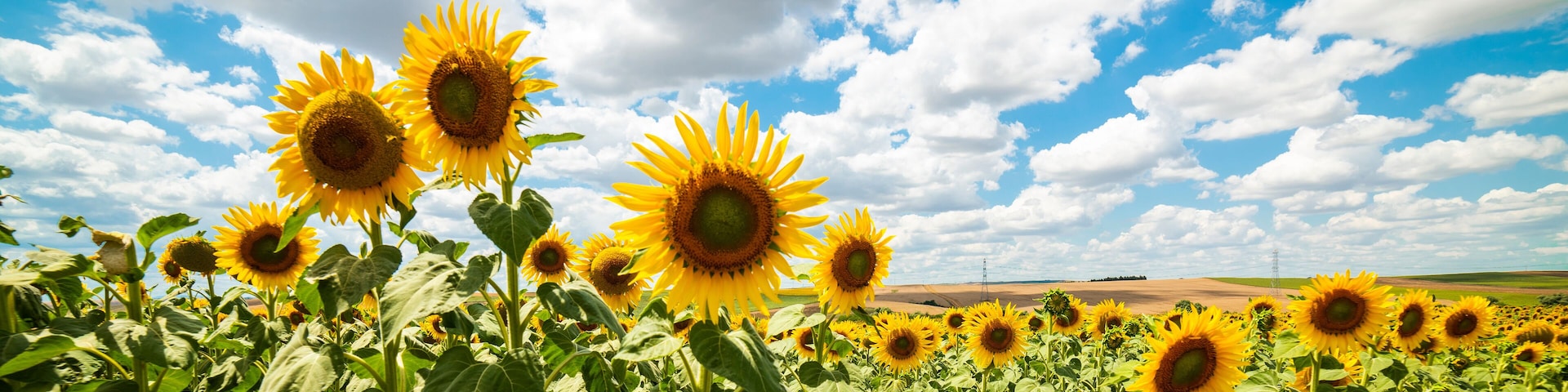 Sunflower Field. Beautiful sunflower with blue sky background..