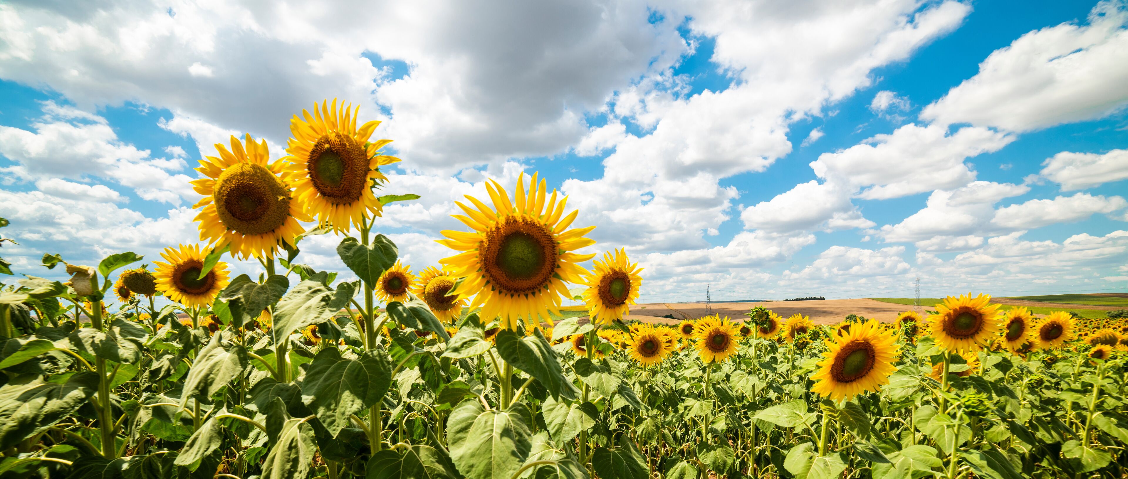 A field of sunflowers under a partly cloudy sky.