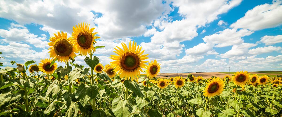 A field of sunflowers under a partly cloudy sky.