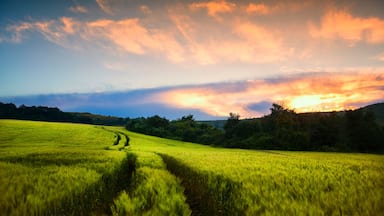 Un atardecer sobre un campo verde con un sendero que lo atraviesa.