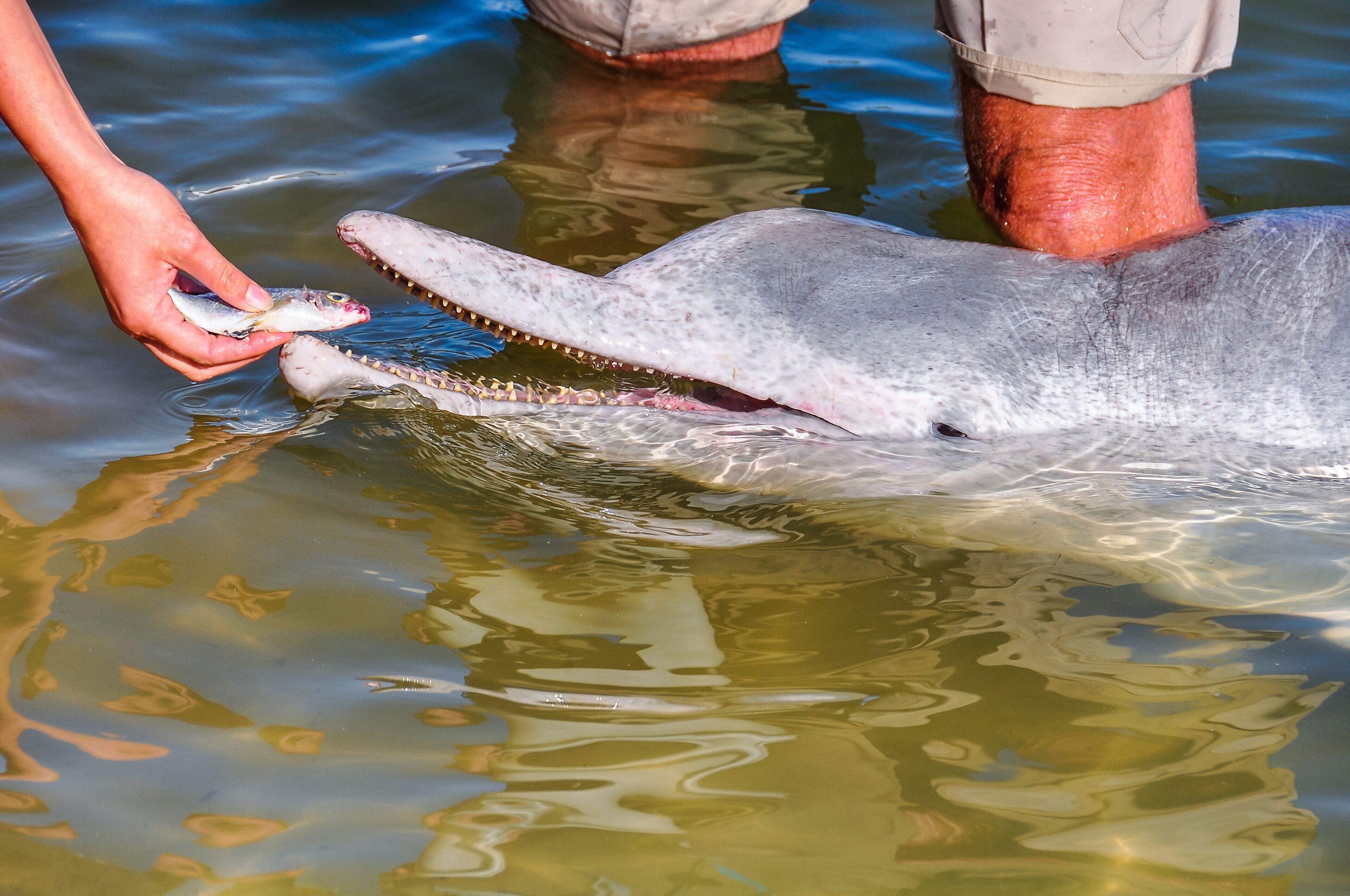 Estuary dolphin feeding in Tin Can Bay, Australia
