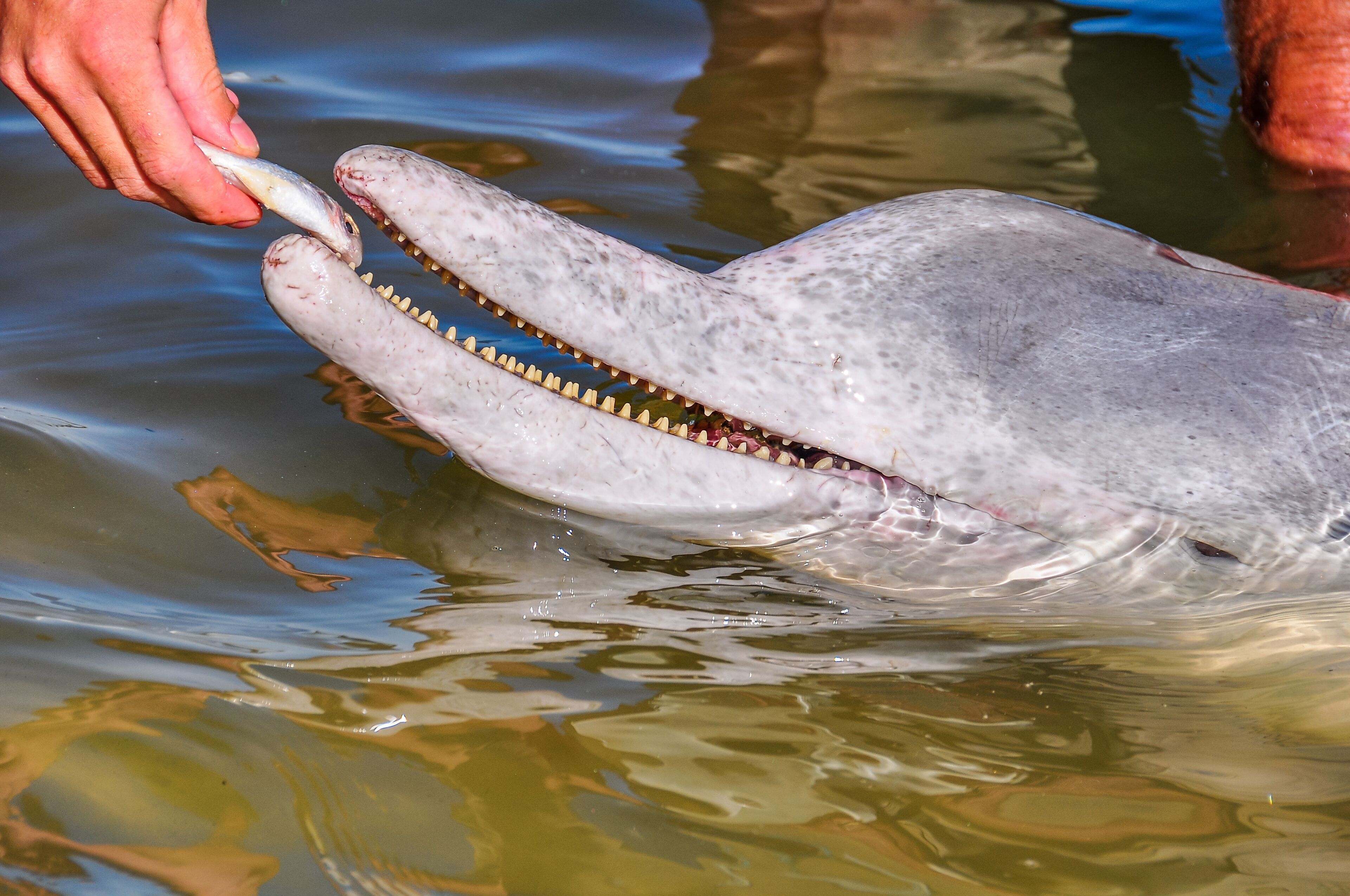 Estuary dolphin feeding in Tin Can Bay, Australia