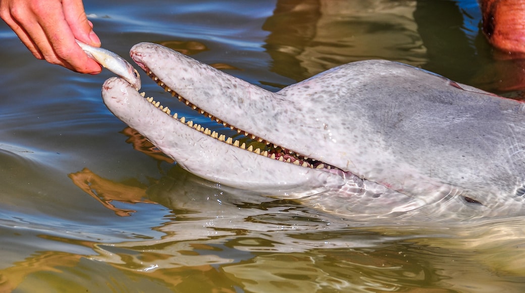 Estuary dolphin feeding in Tin Can Bay, Australia