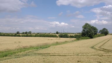 A corn field next to the Sheffield to Lincoln Line at Habrough, Lincolnshire.
