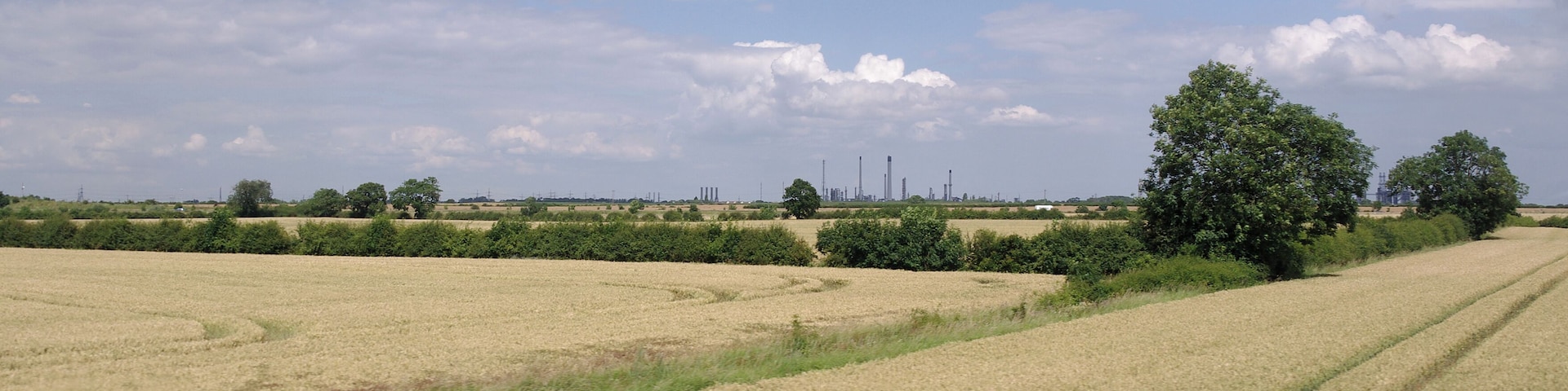 A corn field next to the Sheffield to Lincoln Line at Habrough, Lincolnshire.