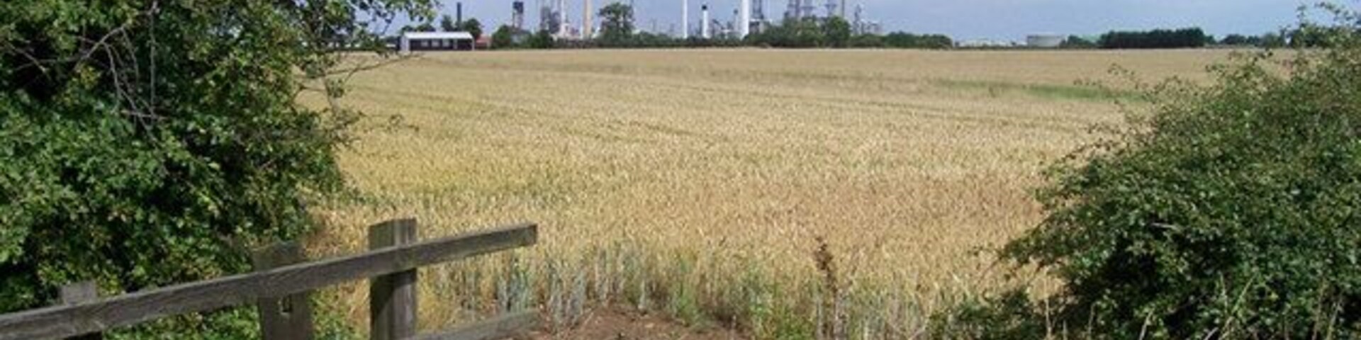 Agriculture and Industry near South Killingholme. Looking across a field of ripening Wheat towards the refinery.