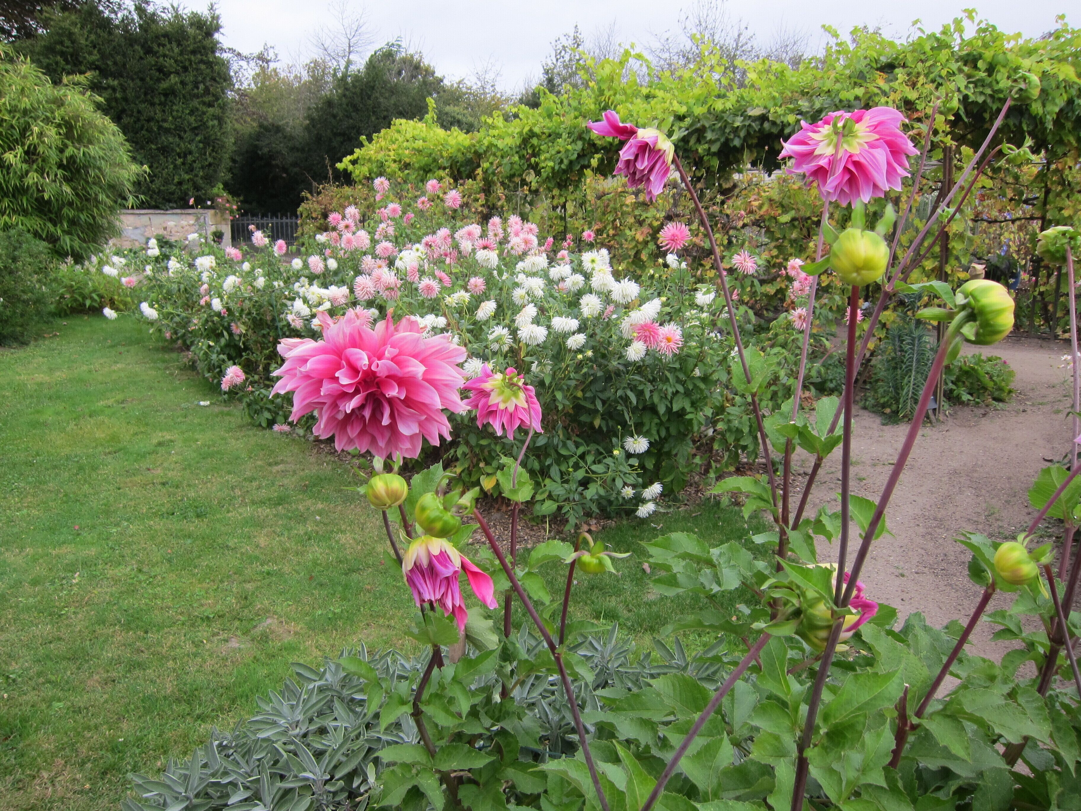 Dahlias in Bussière Garden