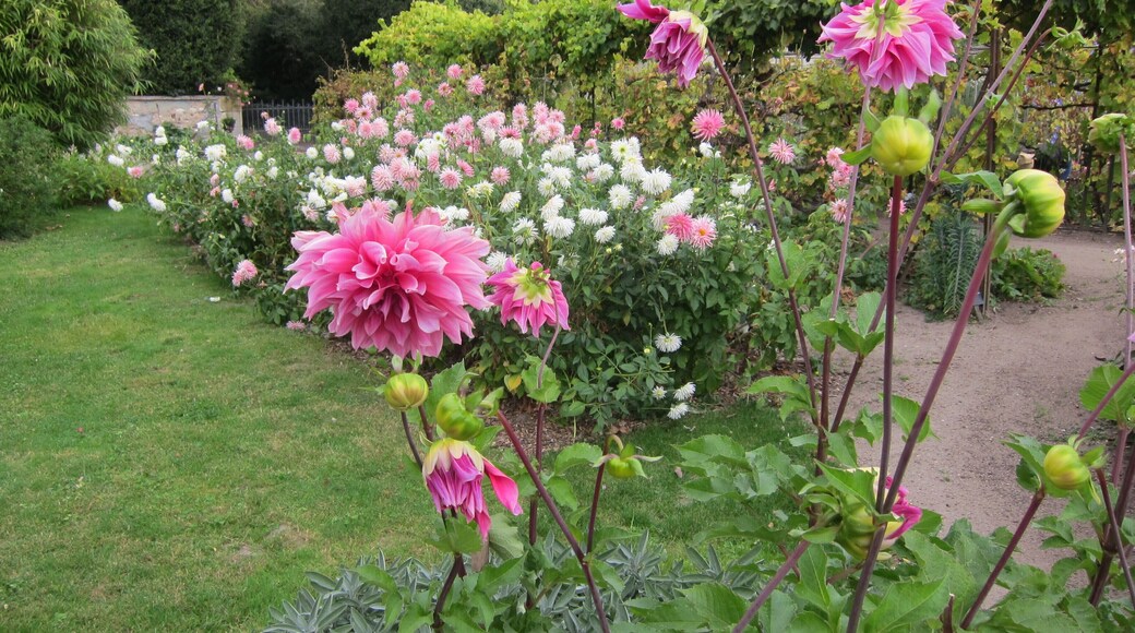 Dahlias in Bussière Garden