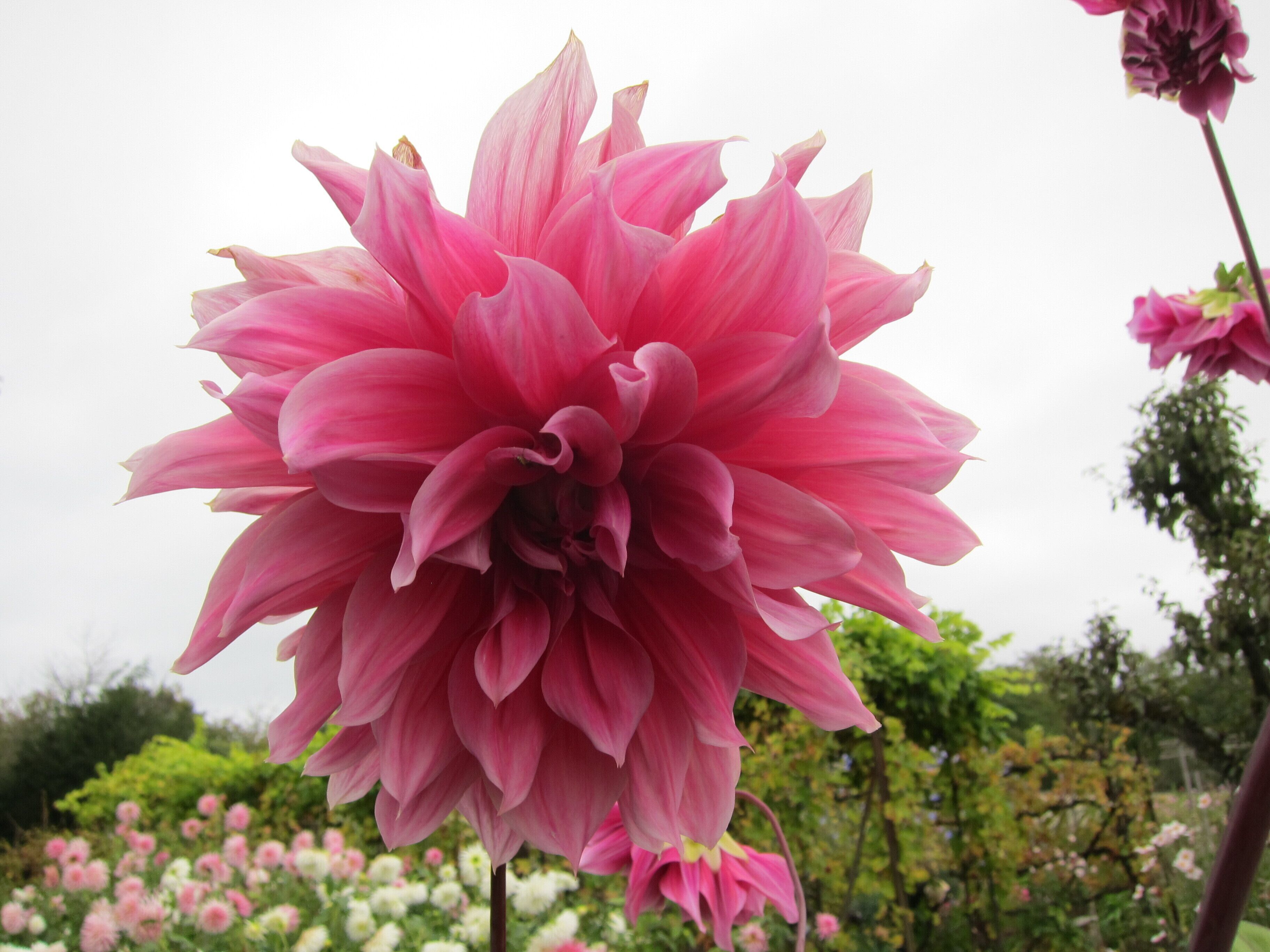 Dahlia in La Bussière Garden
