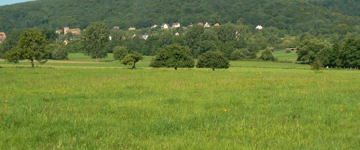 A green field with scattered trees and a hill in the background with houses.