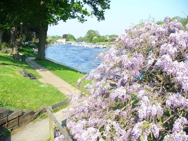 Un sendero junto al río con flores moradas, una zona cubierta de césped y una valla de madera.