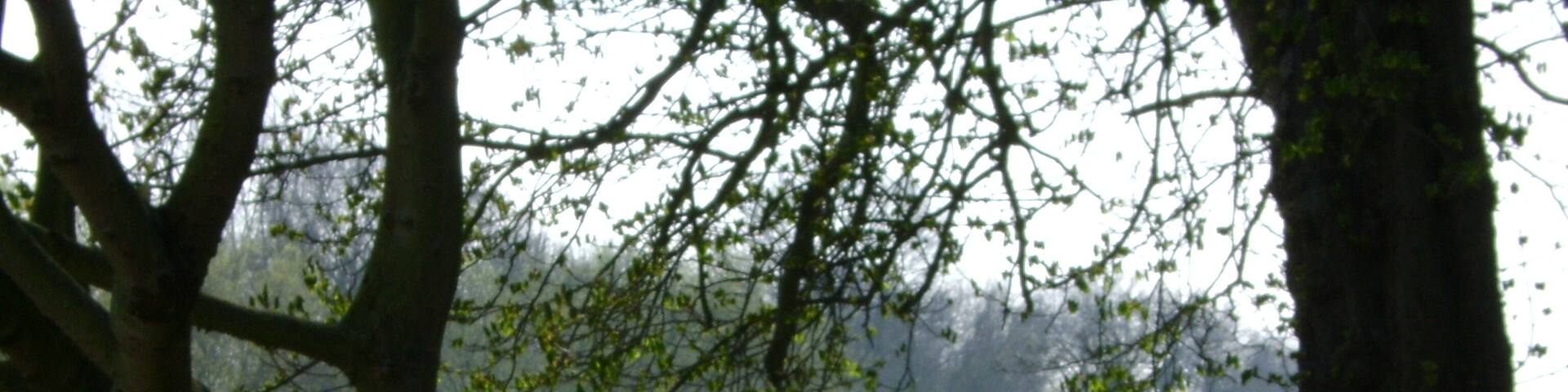 The Thames at Sunbury