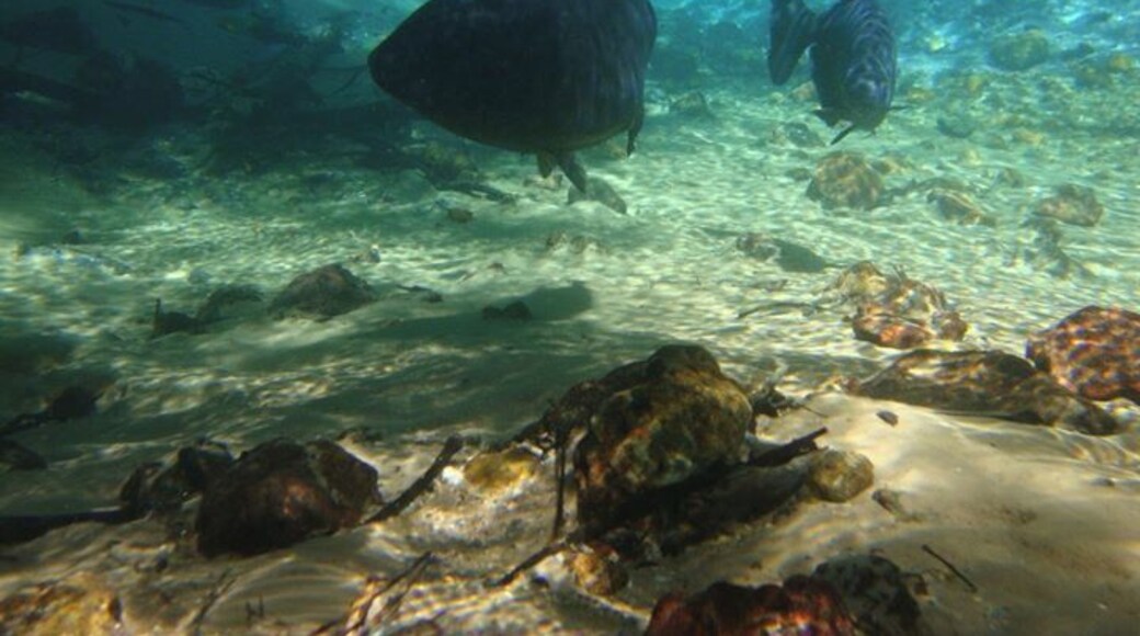 Unforgettable snorkelling on the Rio da Prata, Brazil