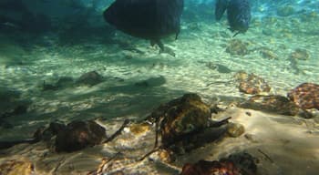 Unforgettable snorkelling on the Rio da Prata, Brazil