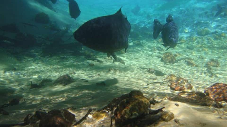Unforgettable snorkelling on the Rio da Prata, Brazil