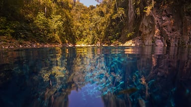 Bonito