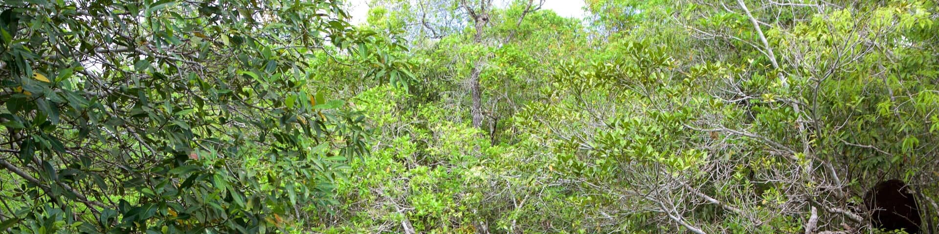 Bonito mostrando bosque tropical y un río o arroyo
