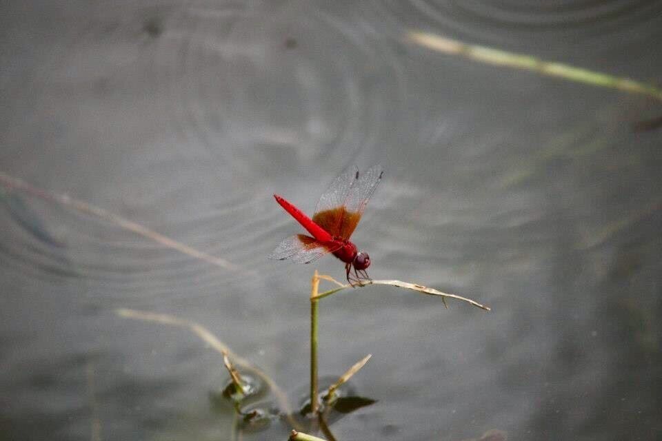 A part of the Nile in Uganda called Victoria Nile. We stayed a night at the Jinja Backpackers and had lovely grilled fish fresh from the Nile. We went for a swim in the Nile and kayaking. The river bank was filled with kingfisher and dragonflies. 
#River