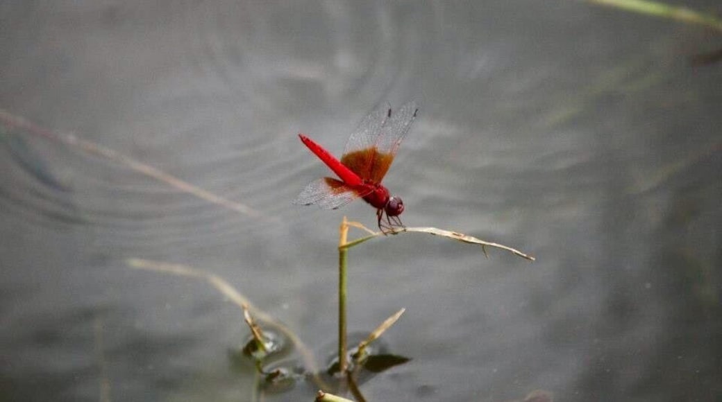 A part of the Nile in Uganda called Victoria Nile. We stayed a night at the Jinja Backpackers and had lovely grilled fish fresh from the Nile. We went for a swim in the Nile and kayaking. The river bank was filled with kingfisher and dragonflies.
#River