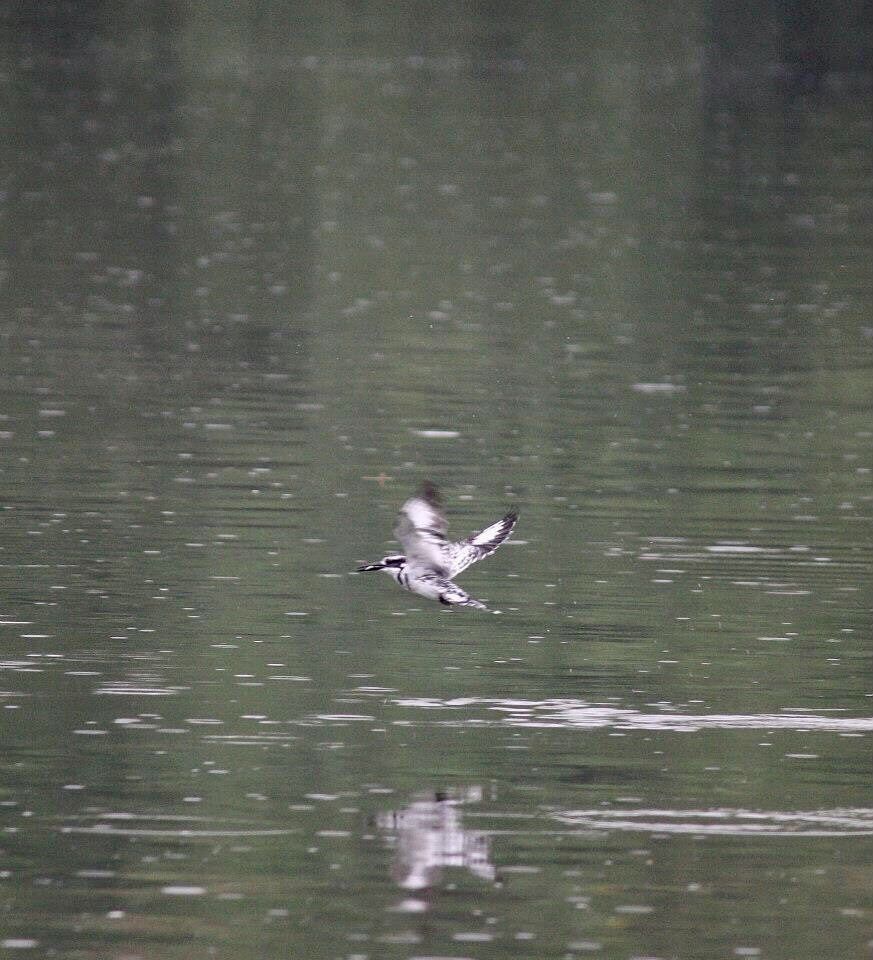 At Jinja Backpackers kingfisher fill the air fishing in the Nile.
#River