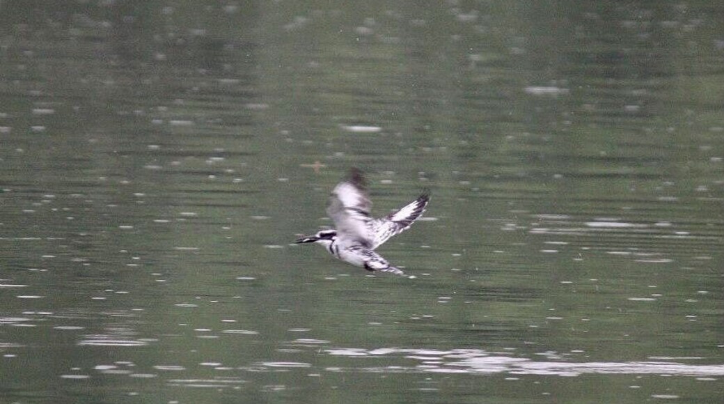 At Jinja Backpackers kingfisher fill the air fishing in the Nile.
#River
