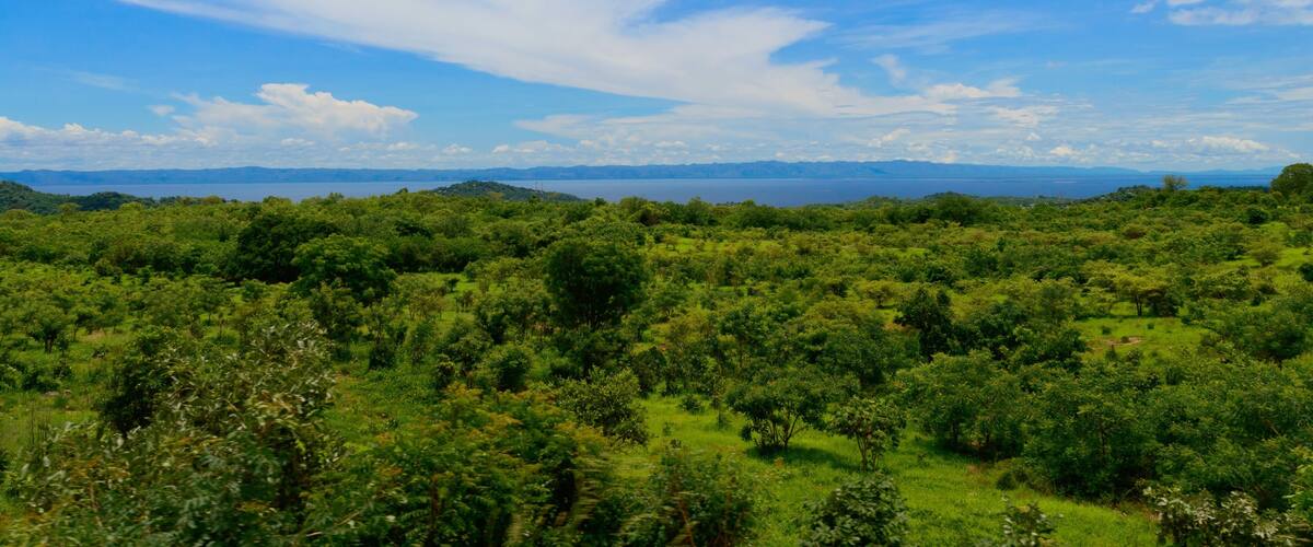 A lush green landscape with dense vegetation and distant mountains under a clear blue sky.