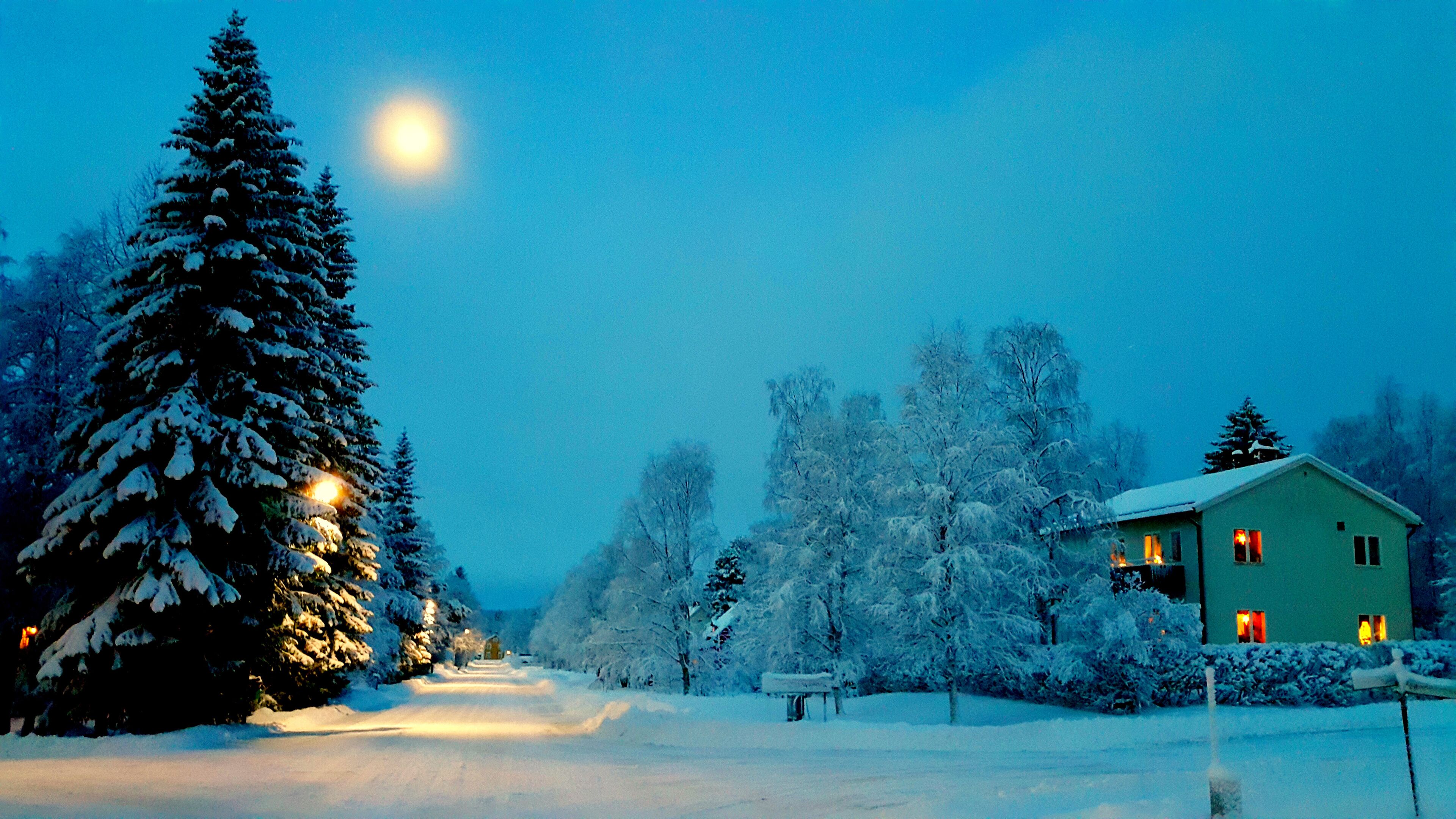 A snow-covered landscape with a green house and a large evergreen tree illuminated by lights.