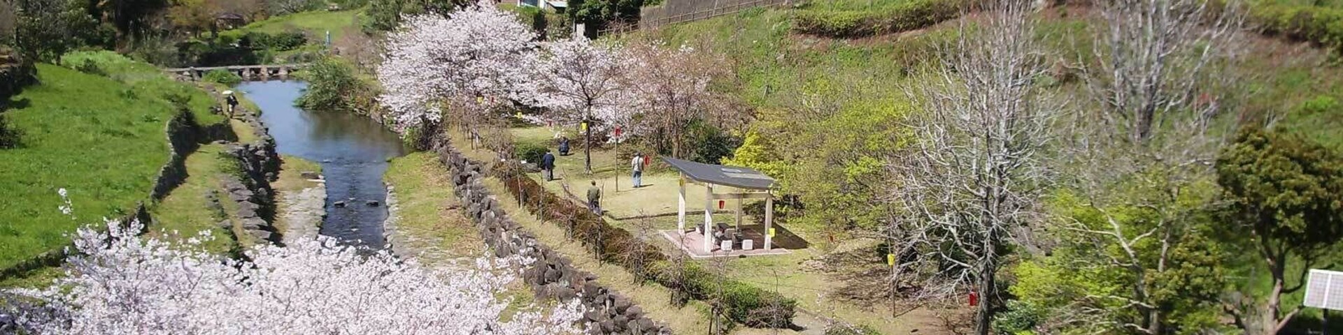 Um rio com cerejeiras em flor, um muro de pedra e um pequeno pavilhão.