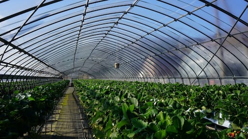 Strawberry picking in Higashiizu Naramoto Kamogun Shizuoka Japan, 静岡県 賀茂郡 東伊豆町 奈良本 日本 2025 Janurary