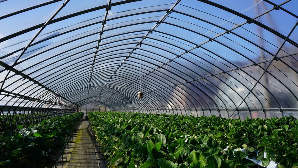 A greenhouse with rows of strawberry plants under a transparent roof.