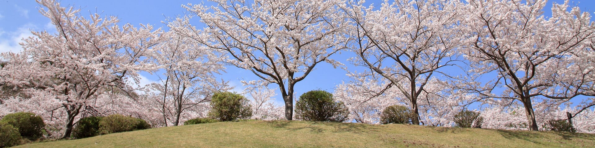 row of cherry blossom trees at Higashi Izu cross country course, Shizuoka, Japan; Shutterstock ID 1062800837; purchase_order: SF 06557000; job: ; client: ; other: